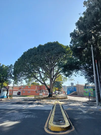 Calle de la Colonia Centroamérica, zona 7, con árboles grandes y cielo despejado